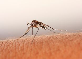 Take Our Advice and Repel The Bugs This Summer