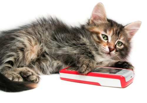 Why your cat needs an iPad