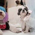 Wealthy Pooches Tie The Knot In Lavish New York Ceremony