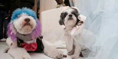 Wealthy Pooches Tie The Knot In Lavish New York Ceremony