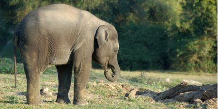 Worth a 100 Year Wait – Bull Elephant Arrives at Dublin Zoo