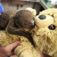 Two Year Old Toddler Saves Baby Sloth by Giving it Her Favourite Teddy Bear