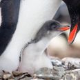 P-p-pick up a Penguin? Better Not – We Stress Them Out, Apparently