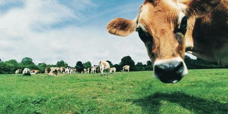 Milking It – Cows Replace Cash as College Admission Fees