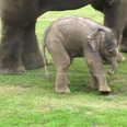 Cute Warning! Three Videos Showing Why We Love Baby Elephants