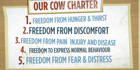 The Cow Charter – Avonmore Release Peak Fresh Campaign
