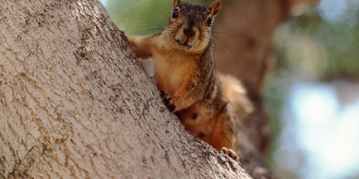 This Is Nuts! Ninja Squirrel Makes a Great Escape when Caught in the Kitchen