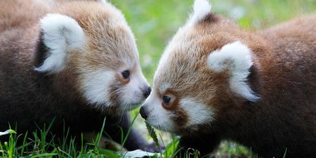 First Two Baby Meerkats, Now Two Baby Red Pandas! What Will Dublin Zoo Welcome Next?