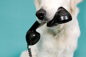 Redial Gone Wrong: Man Thinks His House is Being Burgled After His Dog Decides to Give Him a Ring…