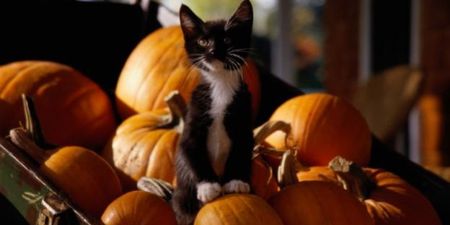 These Animals Go All Out For Halloween By Dressing Up And Carving Pumpkins
