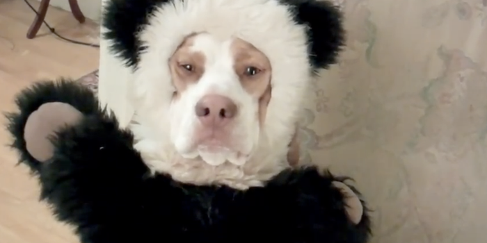 VIDEO: The Ultimate Dog Shaming