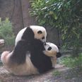 Panda Is Off The Menu: Chinese Clamp Down On Rare Animal Diners