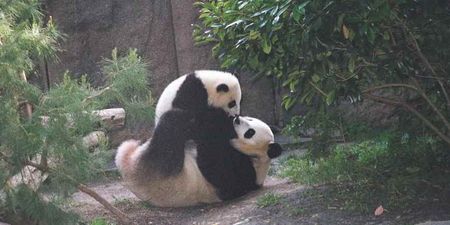 Panda Is Off The Menu: Chinese Clamp Down On Rare Animal Diners