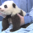 Adorable Alert: Little Baby Panda Goes For A Checkup