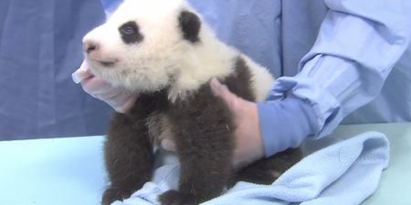Adorable Alert: Little Baby Panda Goes For A Checkup