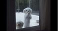 VIDEO: Cute, Talking Puppies – Who Could Resist?!
