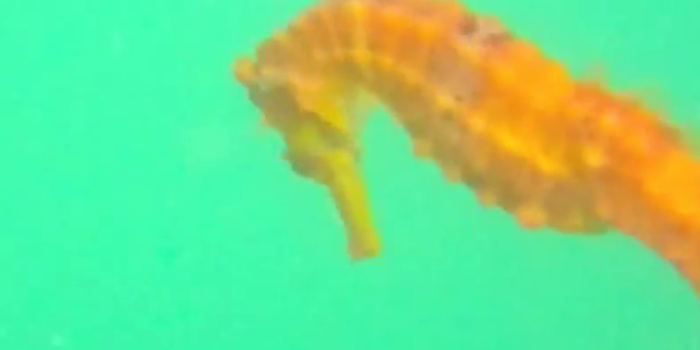 What A Beauty: Researchers Caught This Little Colourful Guy On Camera For The First Time Ever