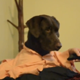 Video: Ruff Dog Day… “Getting Ready for the Day, Doggy Style”