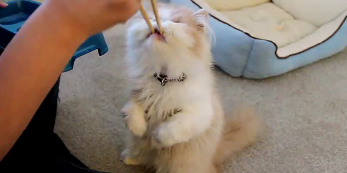 Turned Off Chinese Takeaways After The News Today? This Little Guy Isn’t…