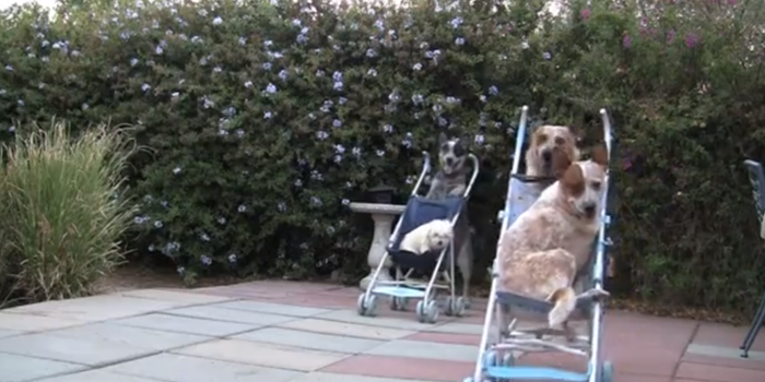 Check Out These Racing Pooches Who Had Us In Stitches!