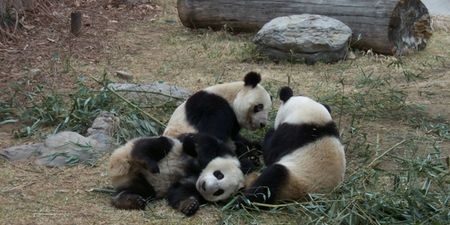 Baby Pandas Figure Out How to Play on a Slide