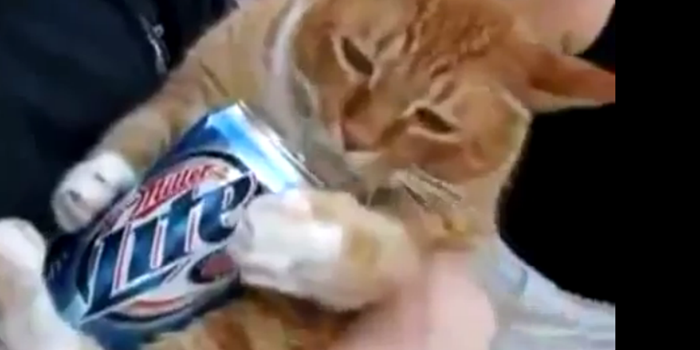 Supping It Up! This Cat Likes Nothing Better Than To Relax With A Beer