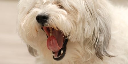 Woman’s Best Friend: Dog’s Show Empathy by Copying the Yawns of Their Owners