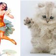 Miaow! These Furry Felines Look Awfully Familiar
