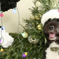 Obama Family Dog Checks Out The White House Christmas Decorations
