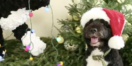 Obama Family Dog Checks Out The White House Christmas Decorations