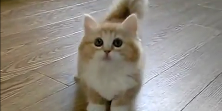 Thursday Procrastination: This HAS To Be The Fluffiest Kitten We’ve Ever Seen