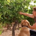 Wine Of The Week: 2011 Domaine Felines Jourdan