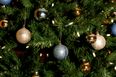 Return of the Grinch? 350 Christmas Trees Have Gone Missing In New York…