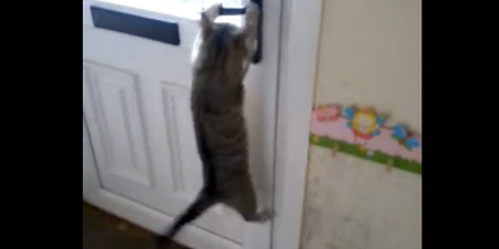 VIDEO: Time To Let The Cat Out? No It’s Ok, She’s Got It…