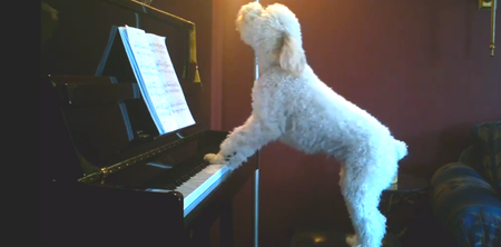 VIDEO: So THIS Is What The Dog Gets Up To When We’re Out!