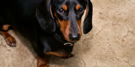 VIDEO: Scientists Help Paralysed Dogs Walk Again