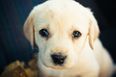Double Dose of Cute: Baby and Puppy Meet For the Very First Time