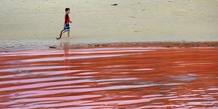 Panic as Water in Bondi Beach Turns Blood Red