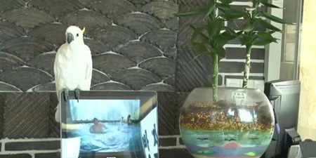 VIDEO: Parrot Does Rendition of Gangnam Style