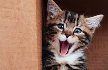 Heart-breaking, But Oh-So-Cute: Oskar The Blind Kitten Gets His First Toy