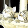 VIDEO: Kittens Watch Tennis. (Yes, That’s All – But It’s Funny, OK?!)
