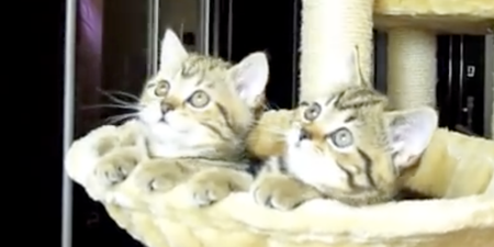 VIDEO: Kittens Watch Tennis. (Yes, That’s All – But It’s Funny, OK?!)