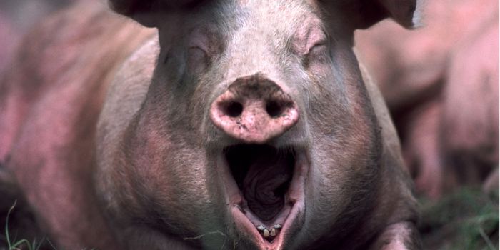 Video: Chubby Chinese Pigs Learn To Dive
