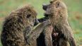 VIDEO: Two Baboons Go Ape For Each Other on Car Bonnet
