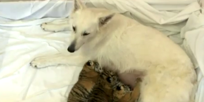 VIDEO: The Wonders Of The Animal Kingdom: Dog Adopts Abandoned Tiger Cubs As Her Own