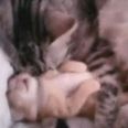 VIDEO: Cat Hugs Kitten Having Nightmare