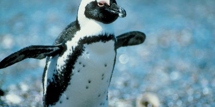 Get Your Daily Dose Of Animal Cute: Baby Penguins Like Tickles Too…