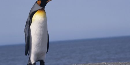 Go Home Penguin, You’re Drunk: The Awkward Moment When You Fall and Everyone Notices…