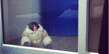 Monkey Business! We Wouldn’t Have Pegged Him As A Potential Fashion Star