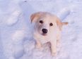 VIDEO: We Didn’t Get The Cold Snap That Was Predicted But These Cute Pups Did!
